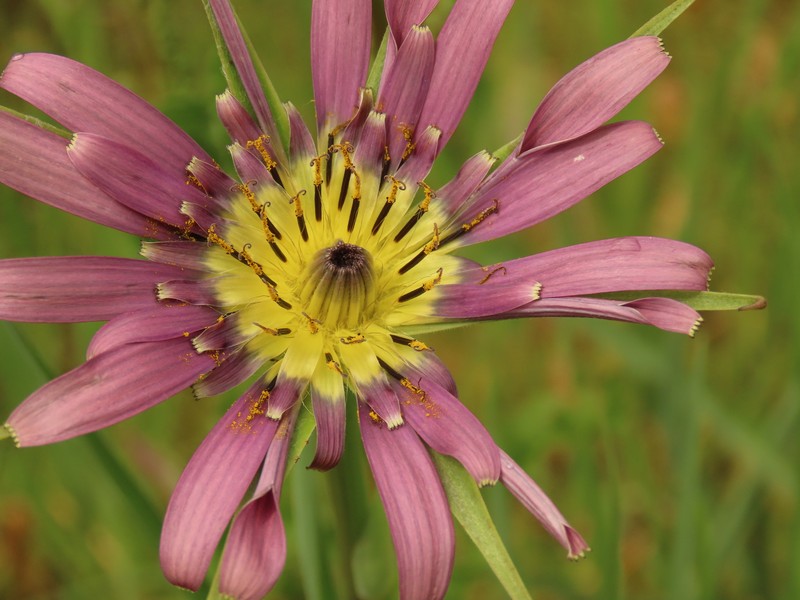 Remarkable Goatsbeard photo 2