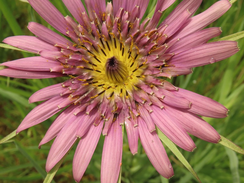 Remarkable Goatsbeard photo 3