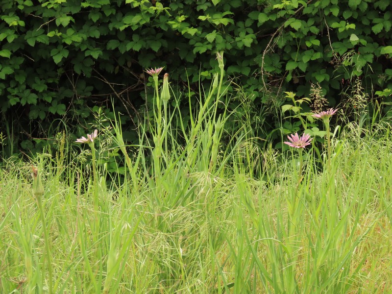 Remarkable Goatsbeard photo 4