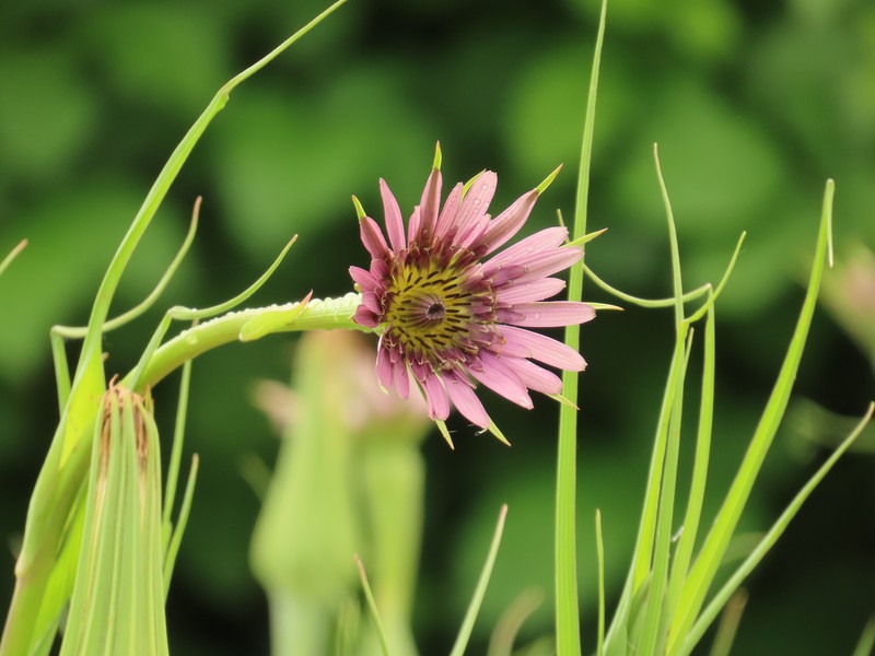 Remarkable Goatsbeard photo 5