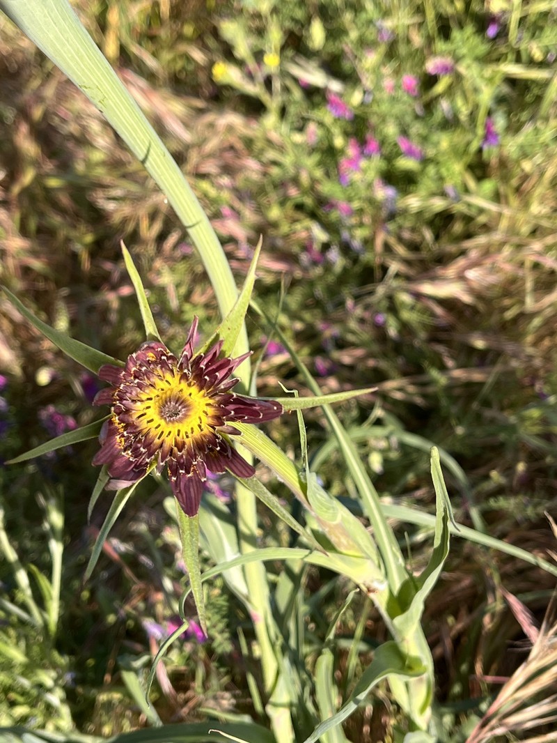 Remarkable Goatsbeard photo 6