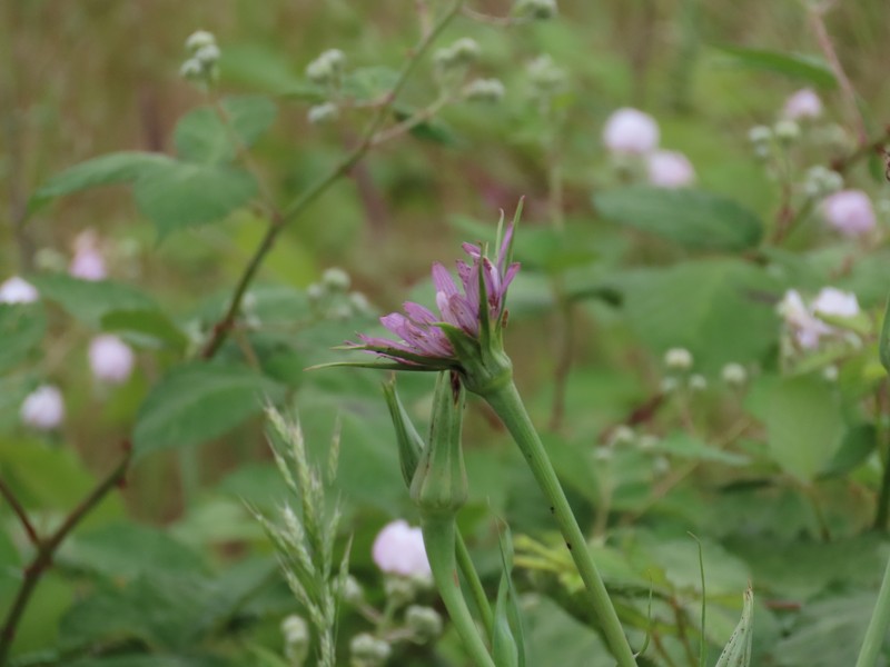 Remarkable Goatsbeard photo 7