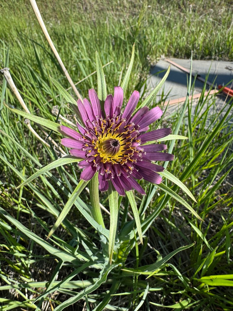 Remarkable Goatsbeard photo 8
