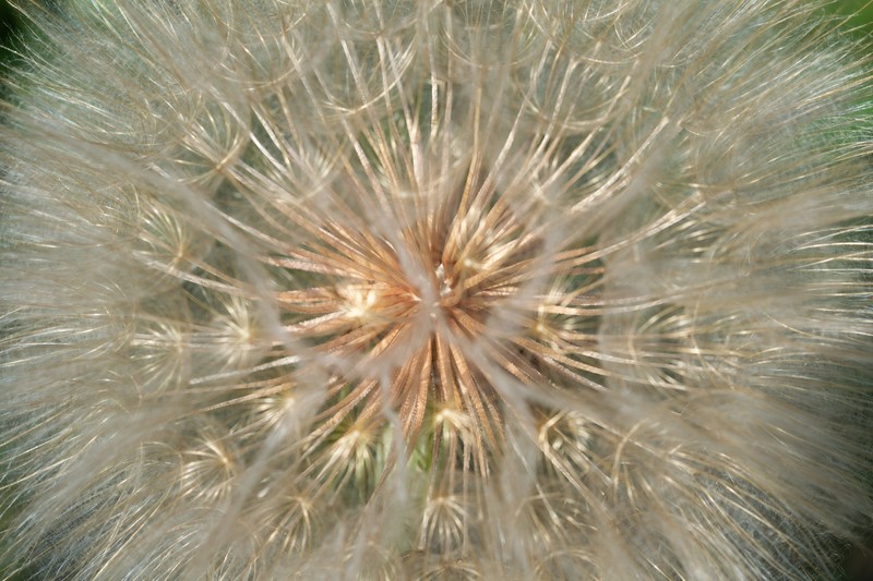 Yellow Salsify photo 2
