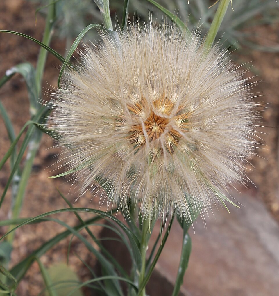 Yellow Salsify photo 6