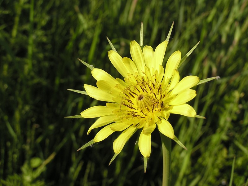 Yellow Salsify photo 3