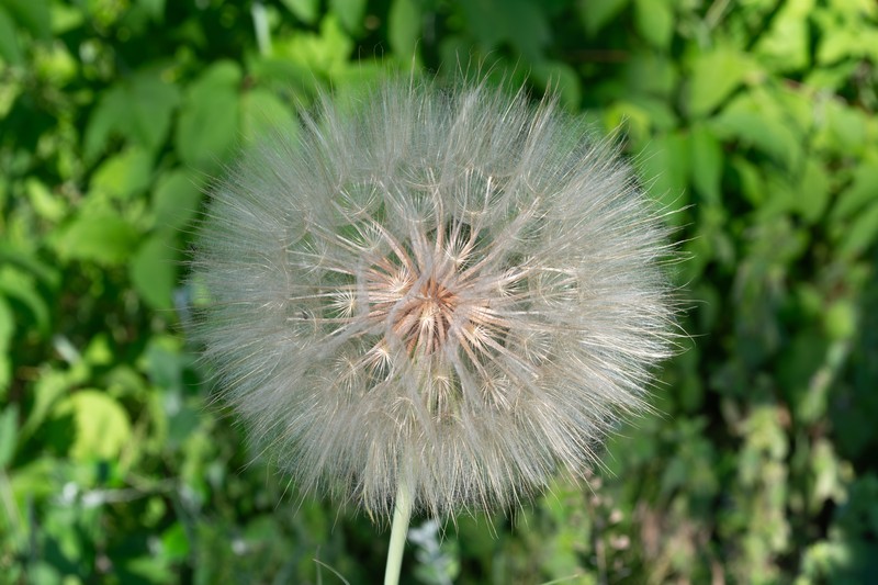 Yellow Salsify photo 4