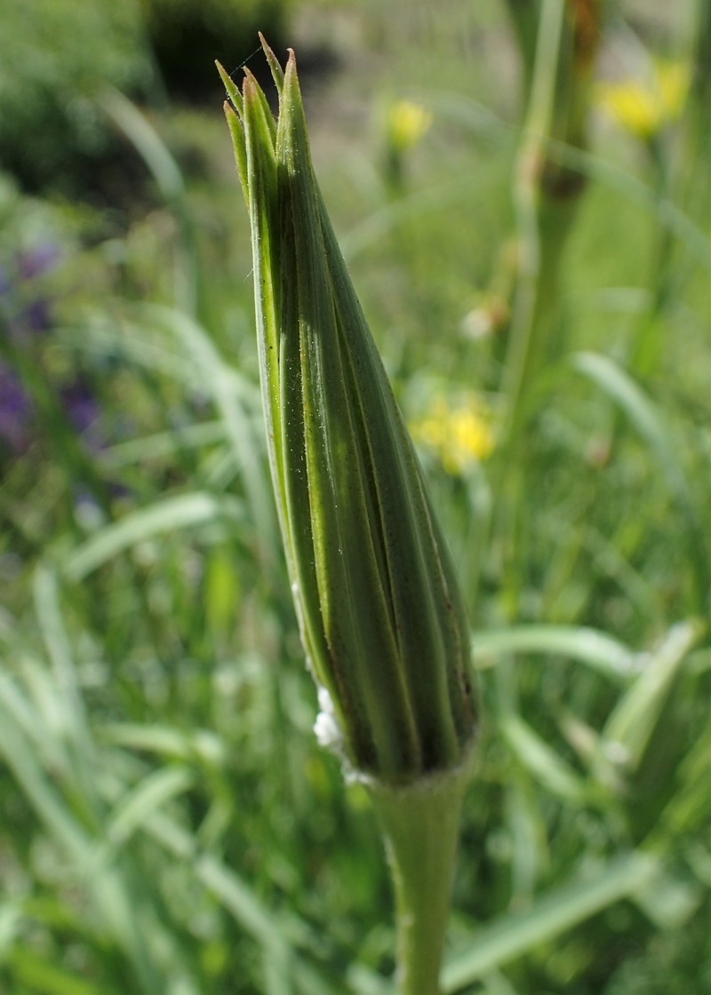 Yellow Salsify photo 5