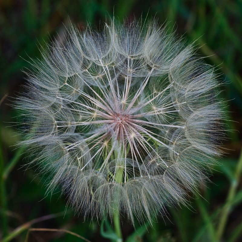 Yellow Salsify photo 7