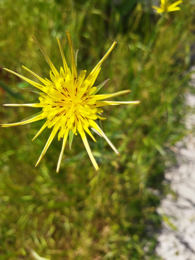 Yellow Salsify photo 8