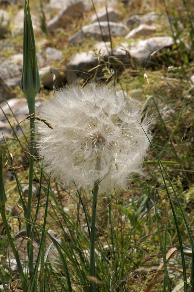 Pasture Goatsbeard