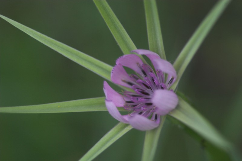 Pasture Goatsbeard photo 2