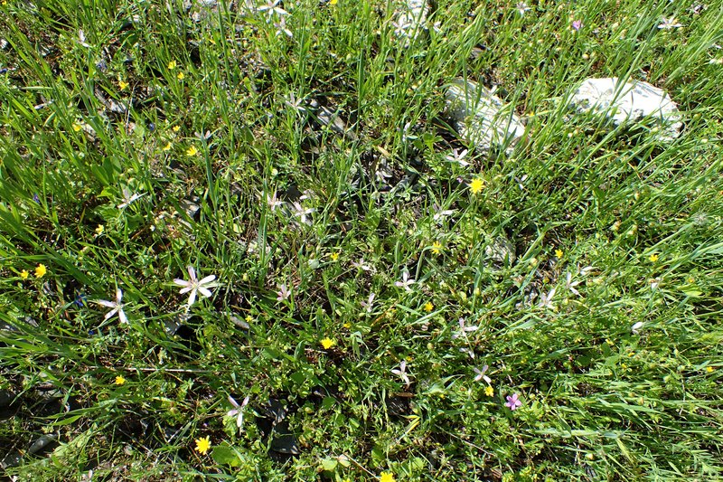 Pasture Goatsbeard photo 3