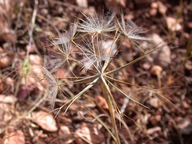 Pasture Goatsbeard photo 4