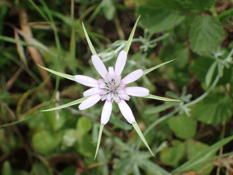 Pasture Goatsbeard photo 5