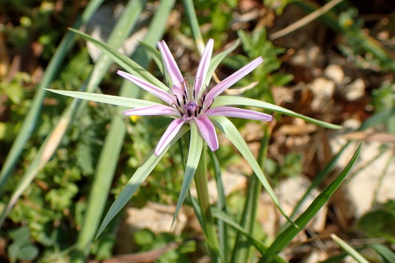 Pasture Goatsbeard photo 6