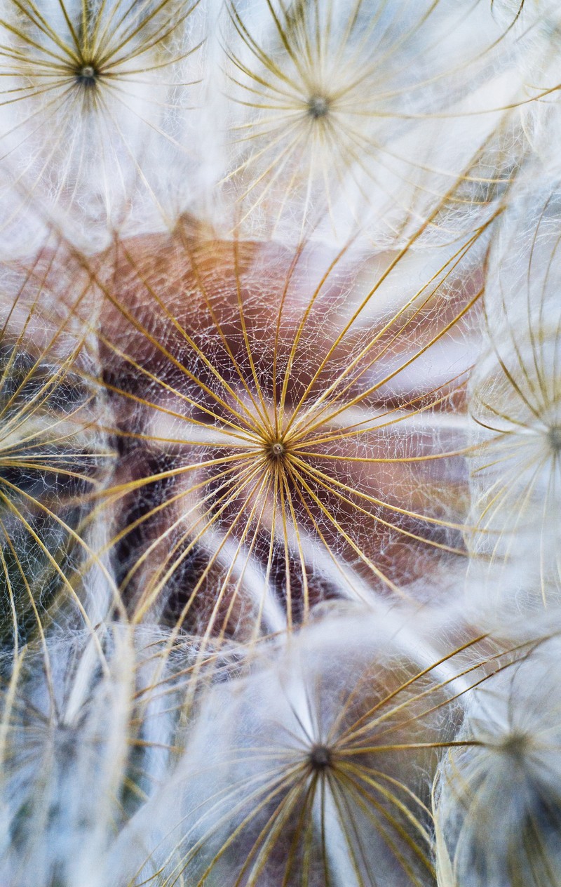 Remarkable Goatsbeard photo 2