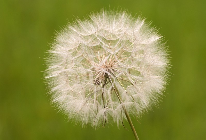 Salsify photo 5
