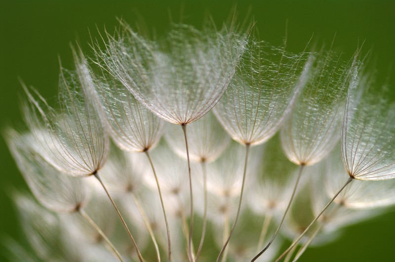 Salsify photo 6