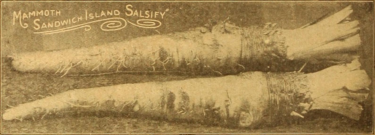 Salsify photo 7
