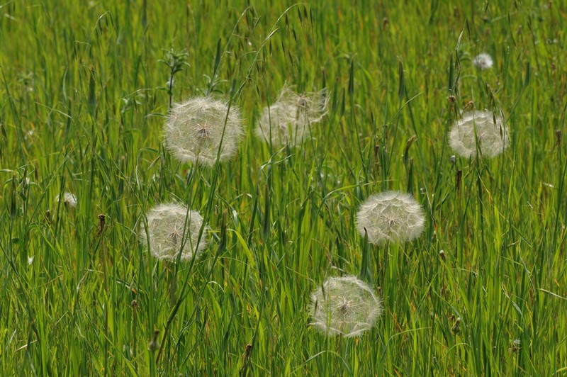 Salsify photo 2