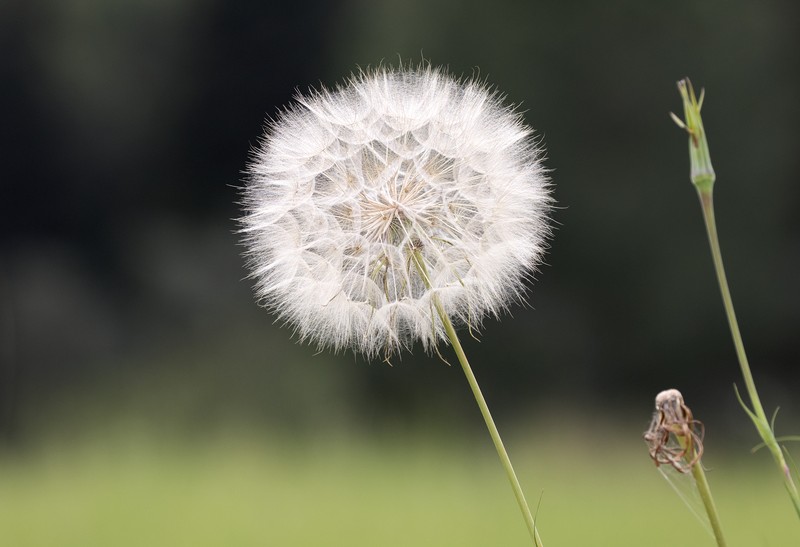 Salsify photo 3