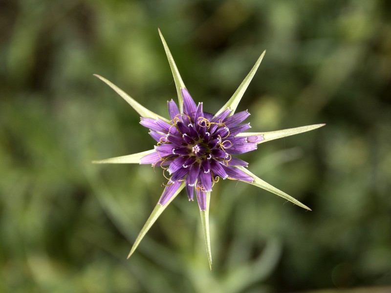 Salsify photo 4
