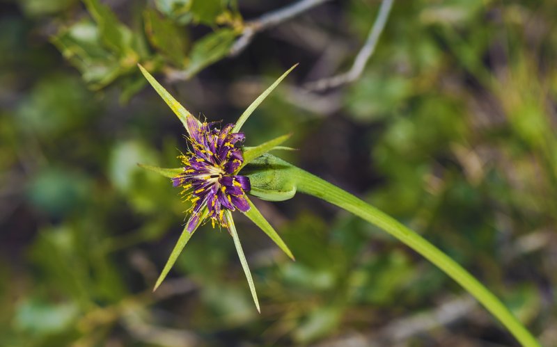 Salsify photo 8