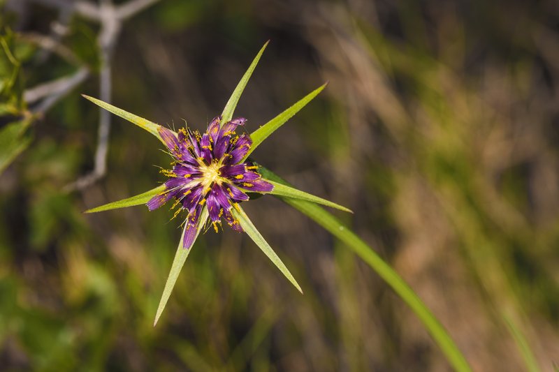Salsify photo 9