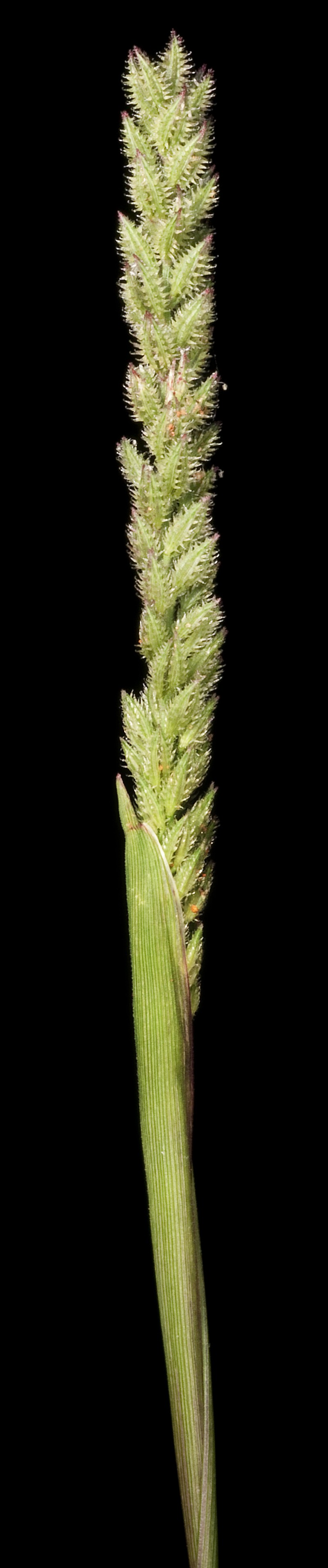 Australian Bur Grass photo 4