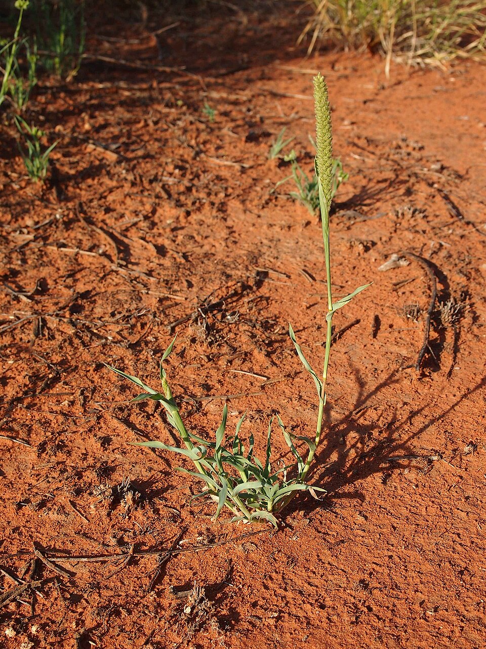 Australian Bur Grass photo 5