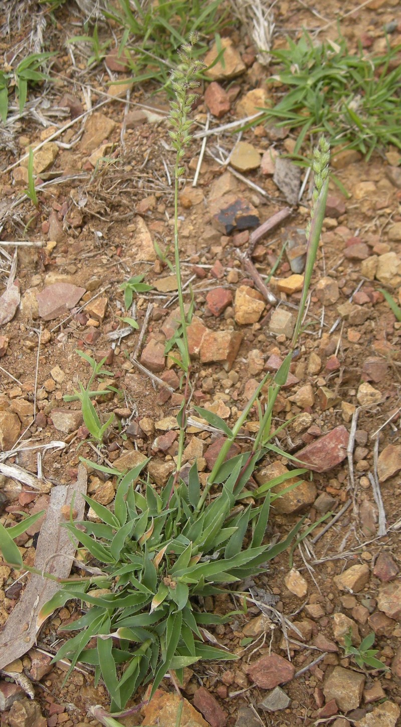 Australian Bur Grass photo 2