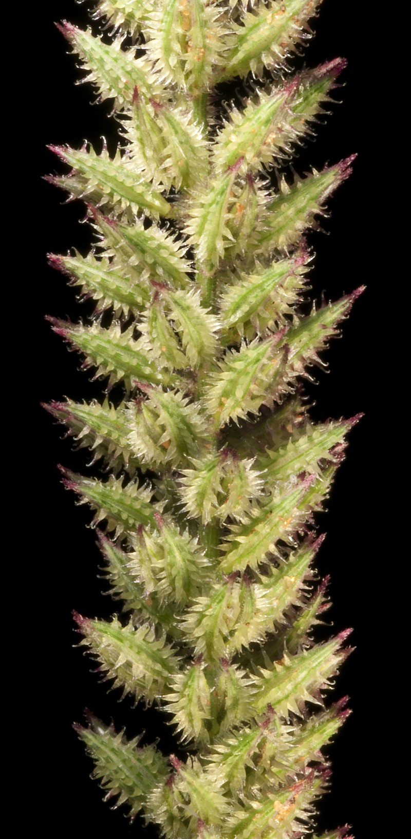 Australian Bur Grass