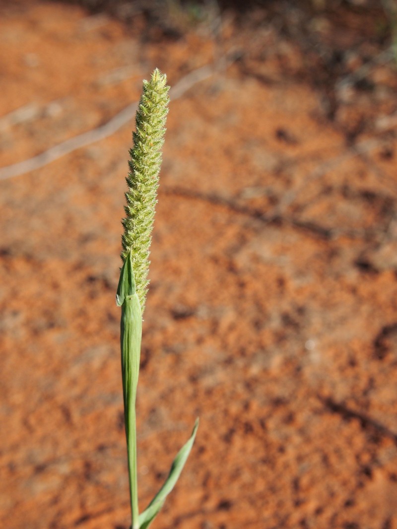 Australian Bur Grass photo 3
