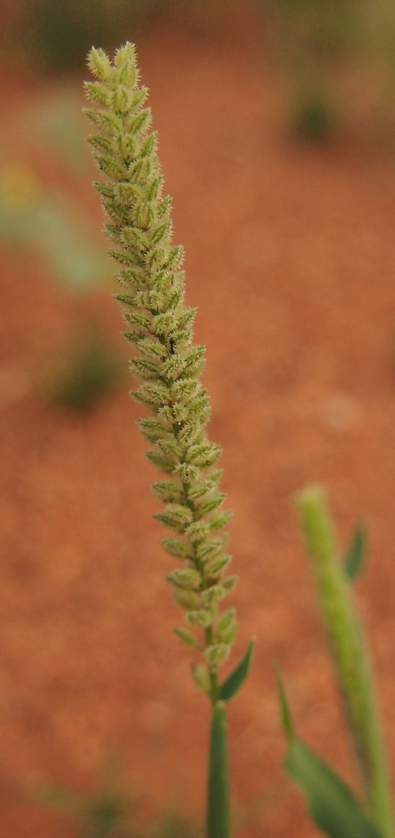 Australian Bur Grass photo 6