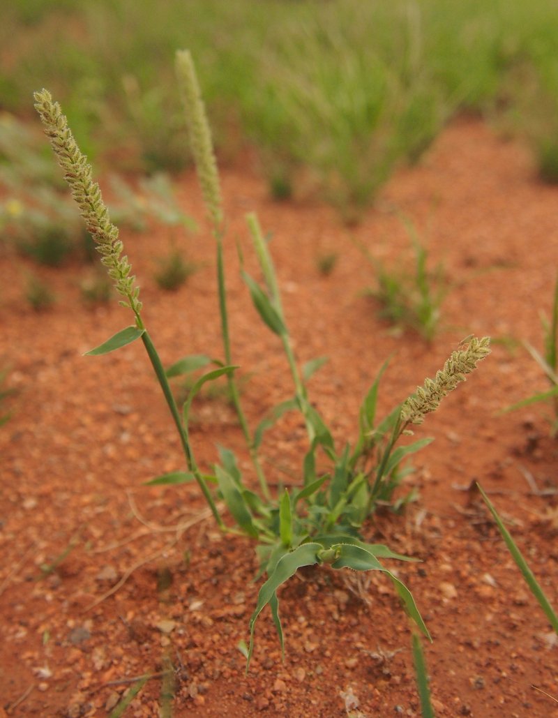Australian Bur Grass photo 7