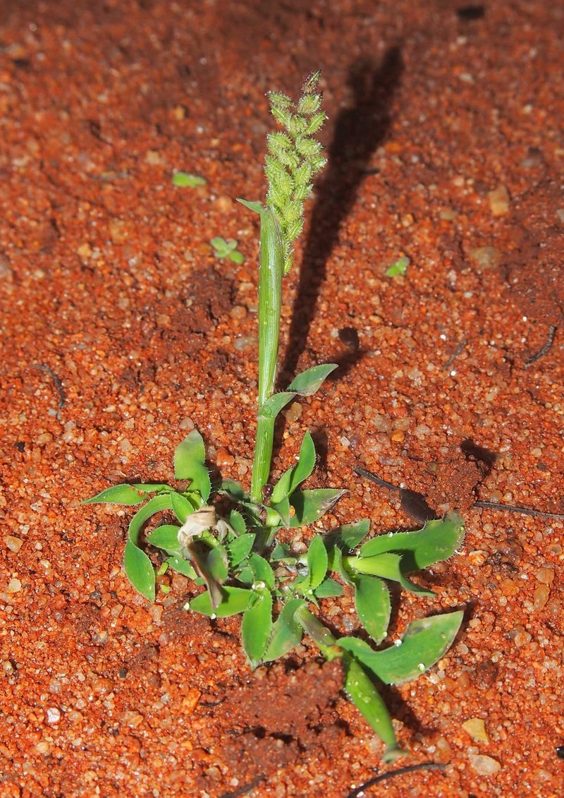 Australian Bur Grass photo 8