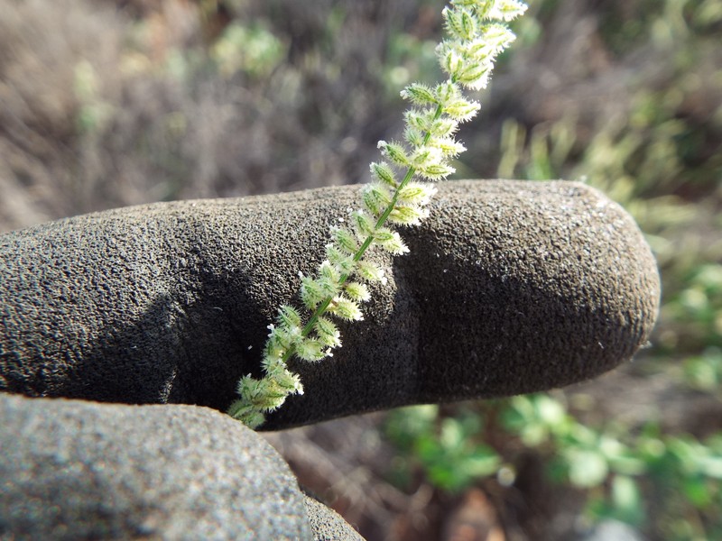 Spiked Bur Grass photo 4