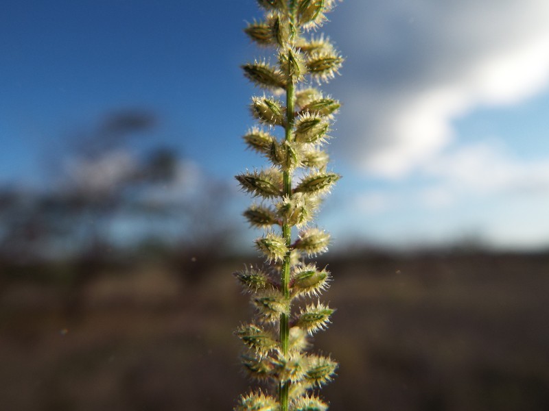 Spiked Bur Grass photo 5