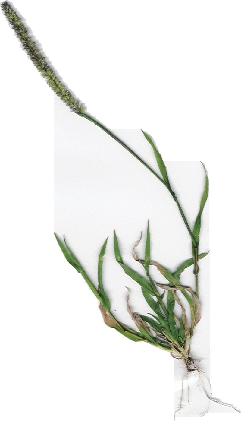 Spiked Bur Grass photo 6