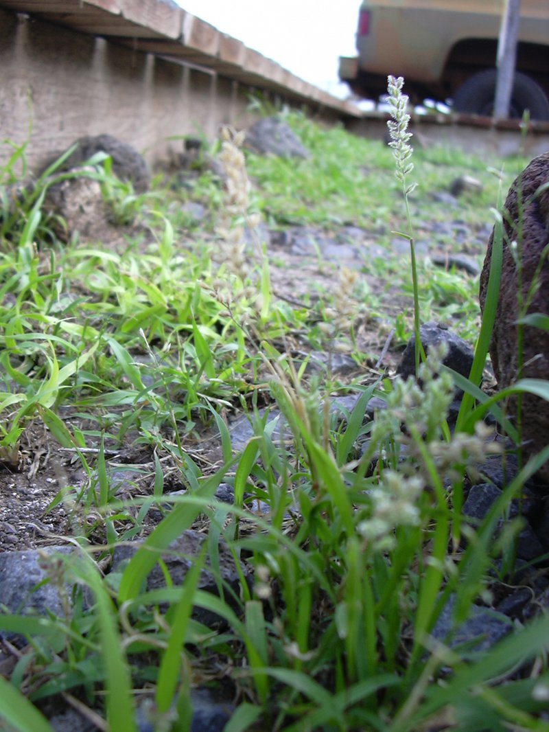 Spiked Bur Grass photo 7
