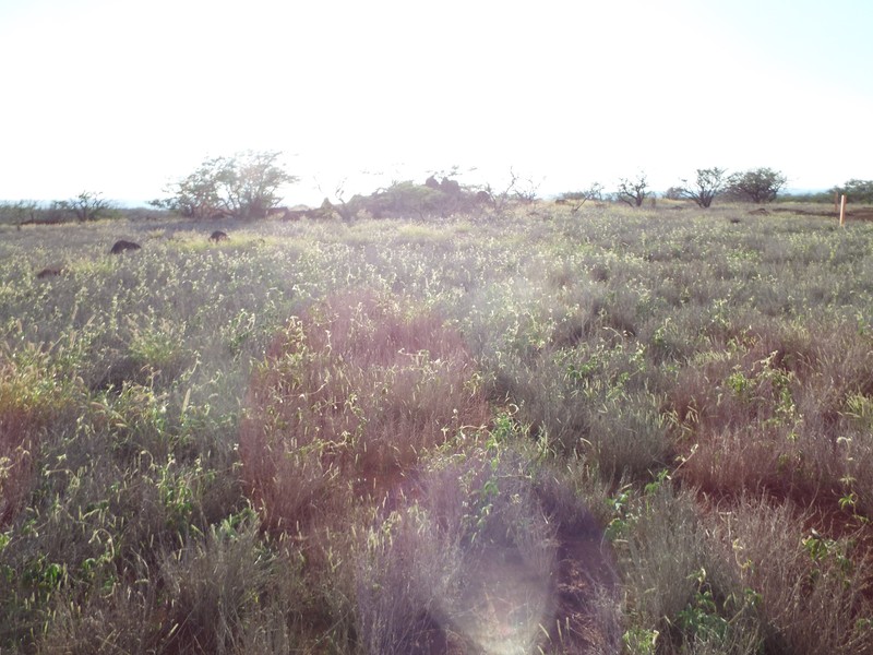 Spiked Bur Grass photo 2