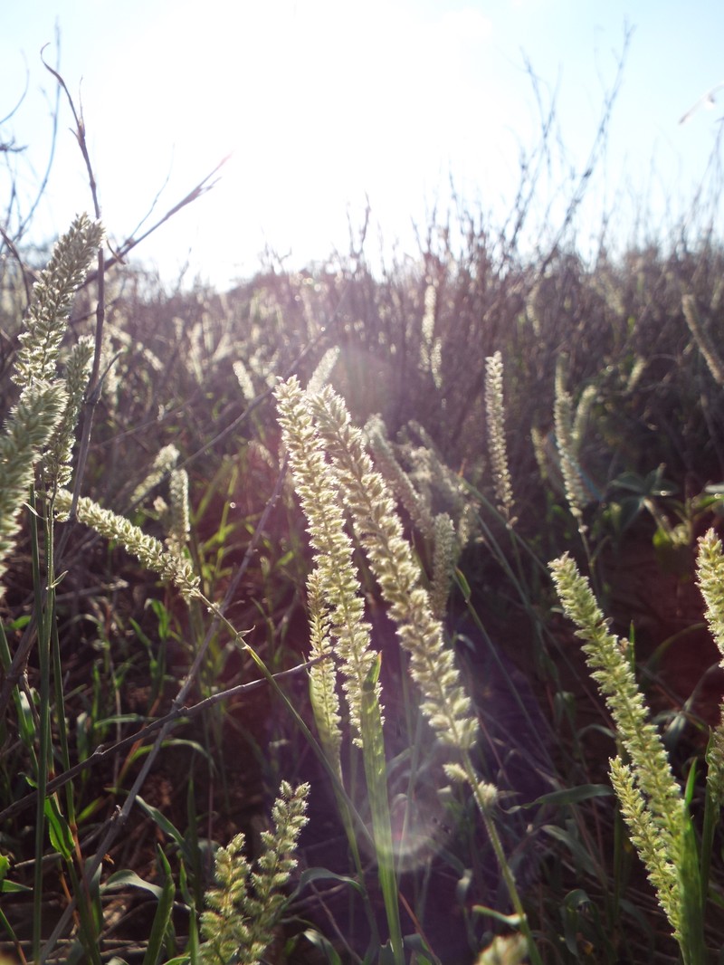 Spiked Bur Grass photo 3