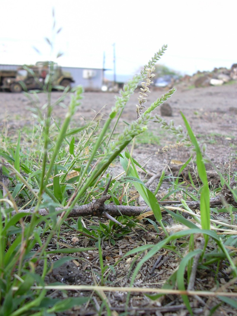 Spiked Bur Grass