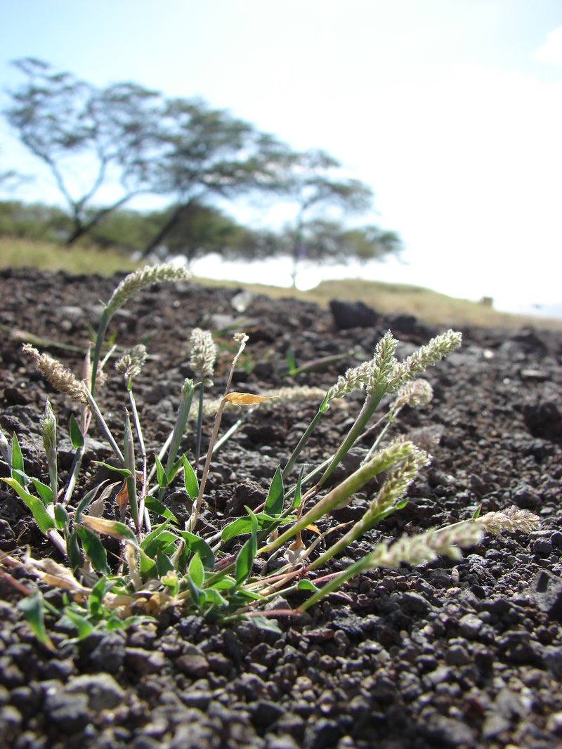 Spiked Bur Grass photo 8