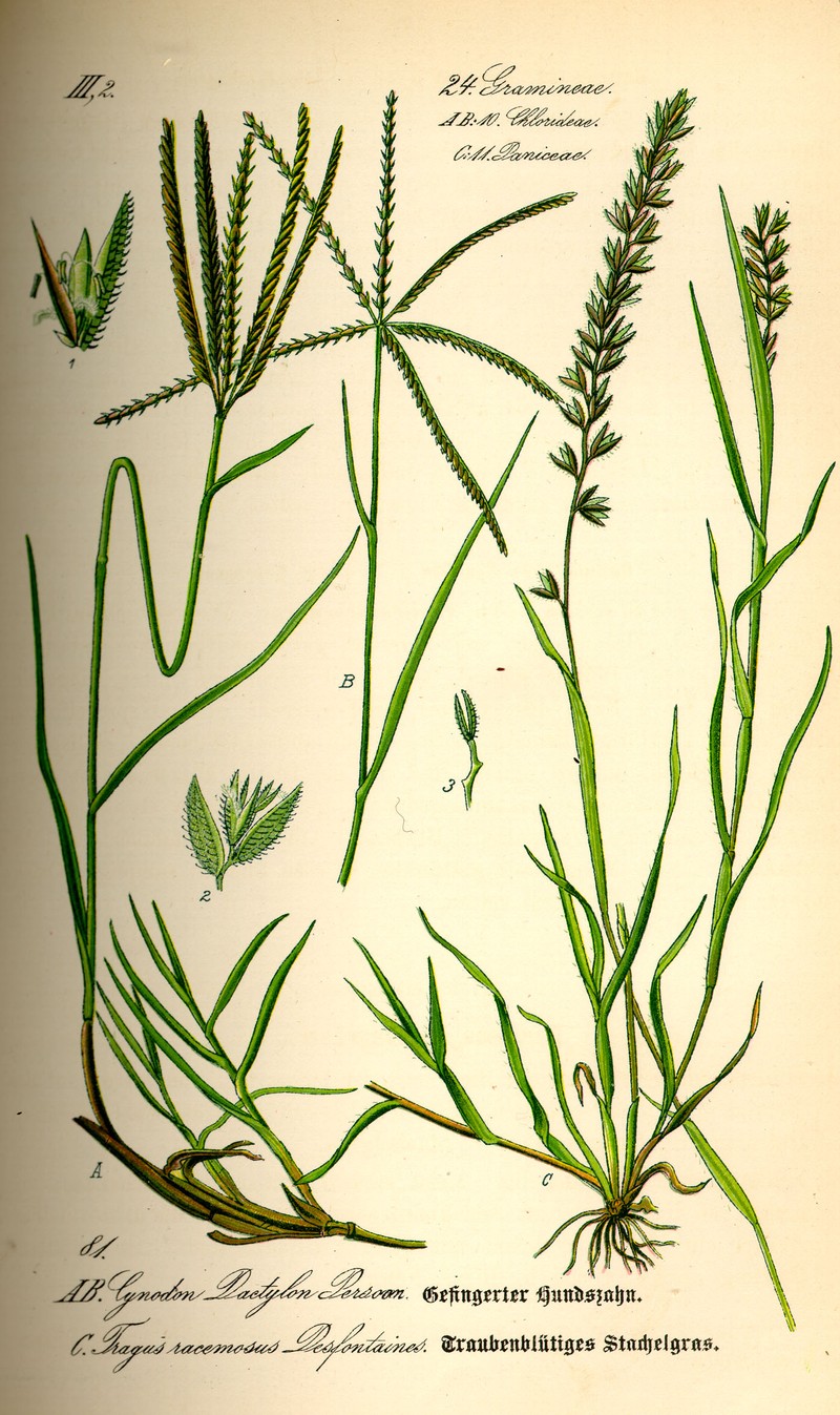 Stalked Bur Grass photo 3
