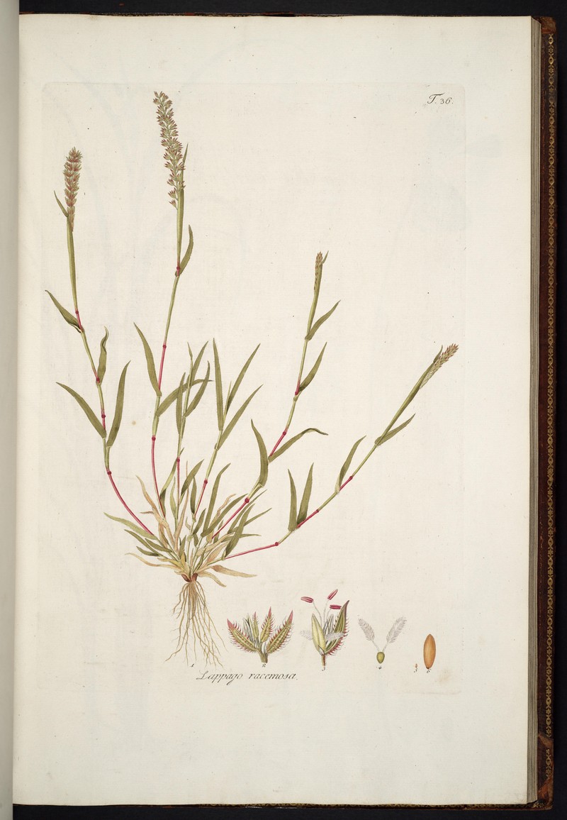 Stalked Bur Grass photo 4
