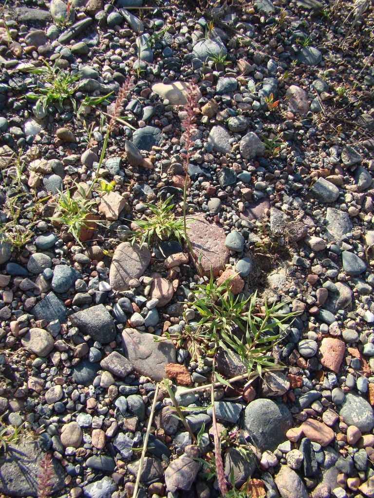 Stalked Bur Grass photo 7