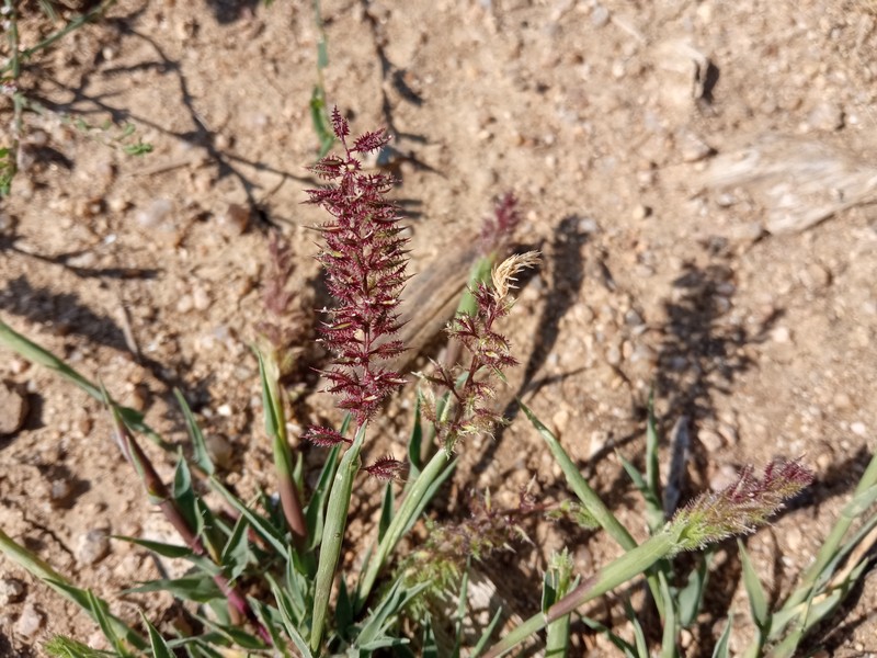Stalked Bur Grass photo 5