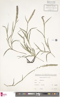 Stalked Bur Grass